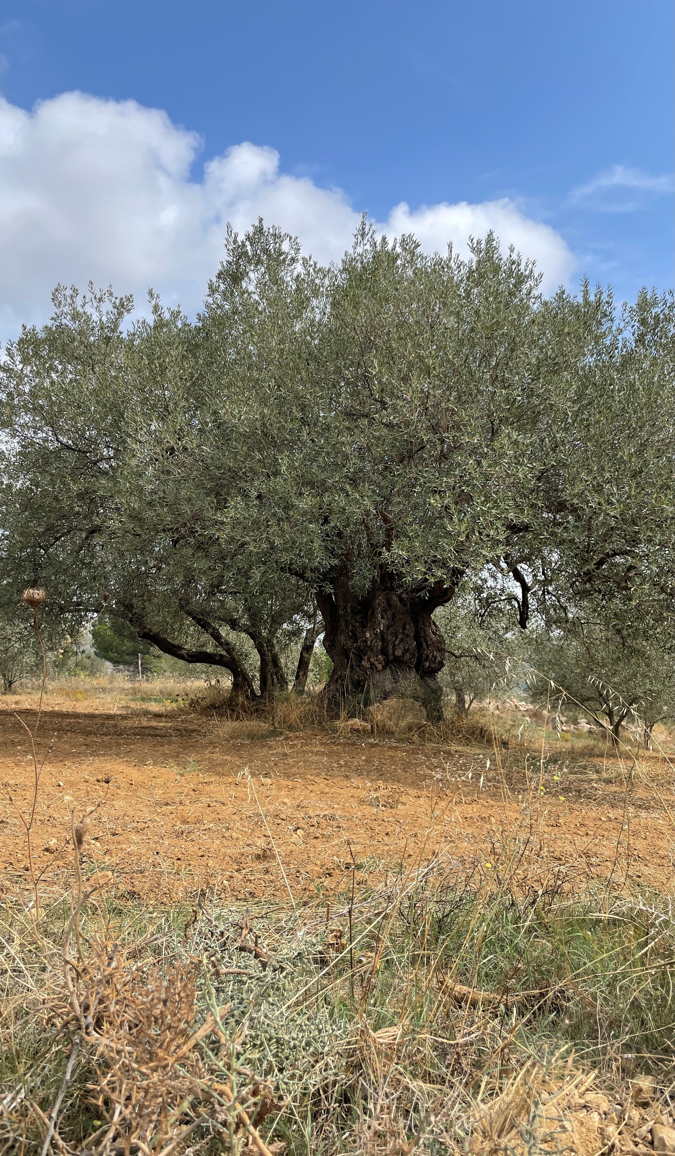 OLIVENÖL Olivum Sicilae 0,5L